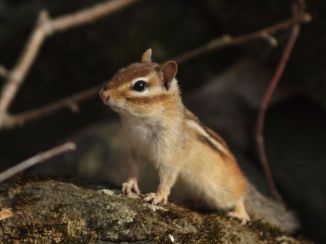 OLYMPUS DIGITAL CAMERA Chipmunk, Mt. Sunapee, NH.